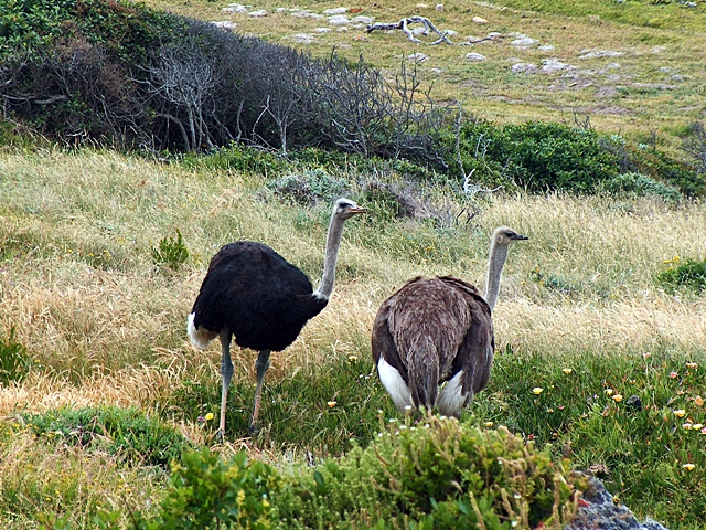 Male and female ostriches among green grasses at Cape Point