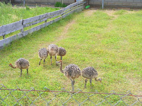 Young ostriches exploring a green farm enclosure