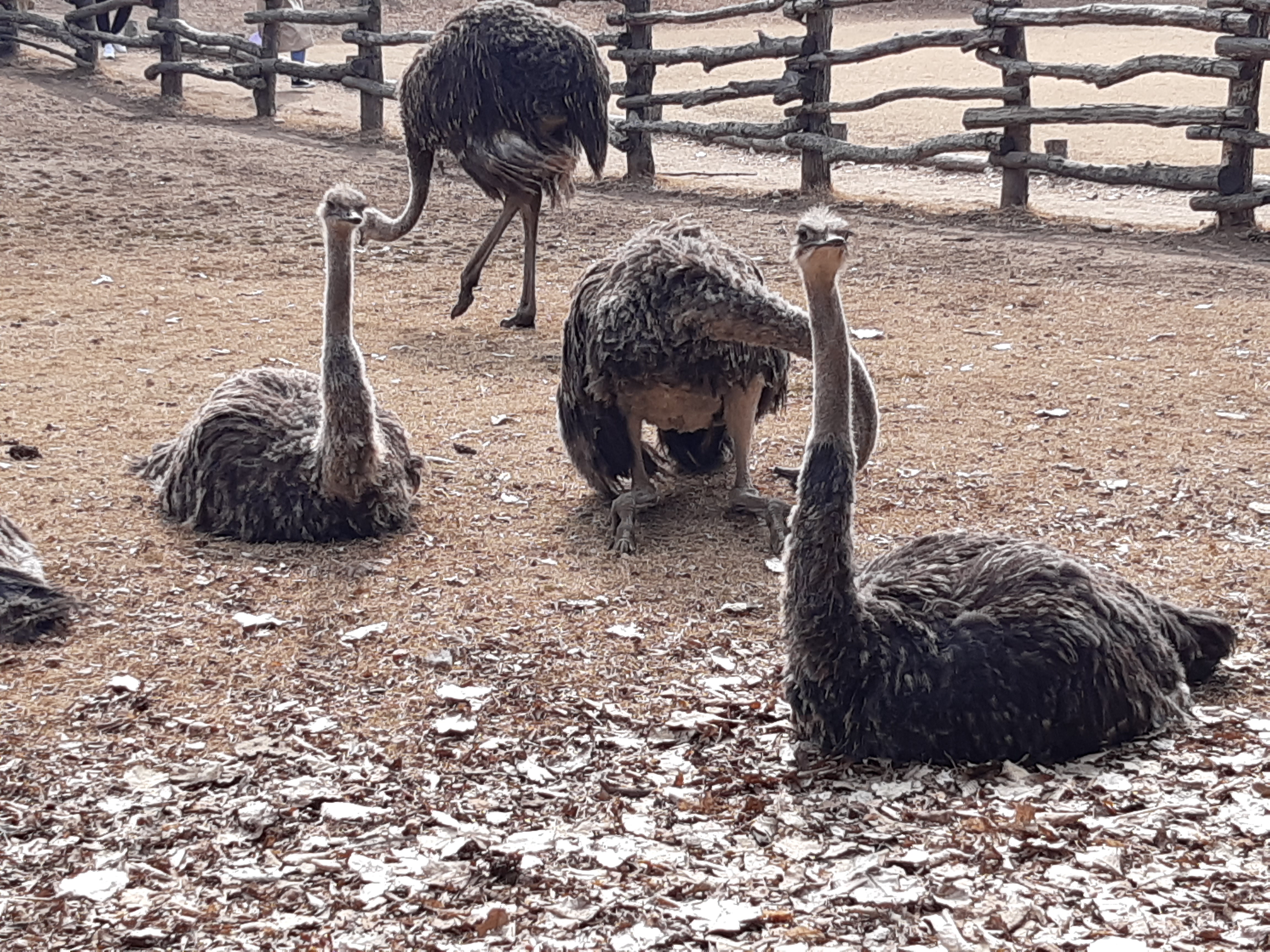 A group of ostriches in an outdoor enclosure